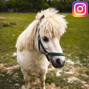 Hest - Instagram