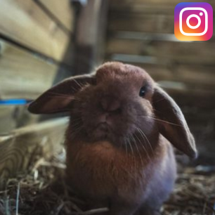 Kanin - Instagram