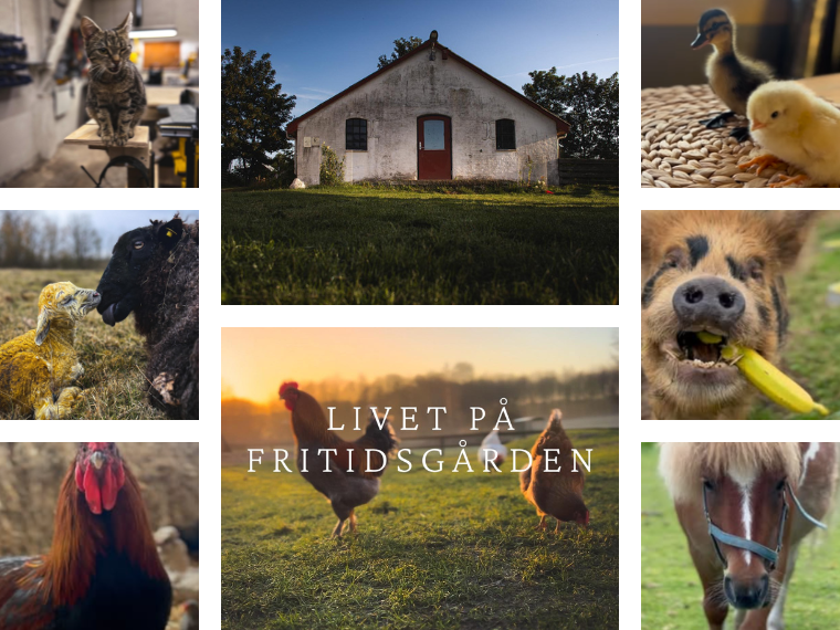 Billeder af dyr fra Fritidsgården